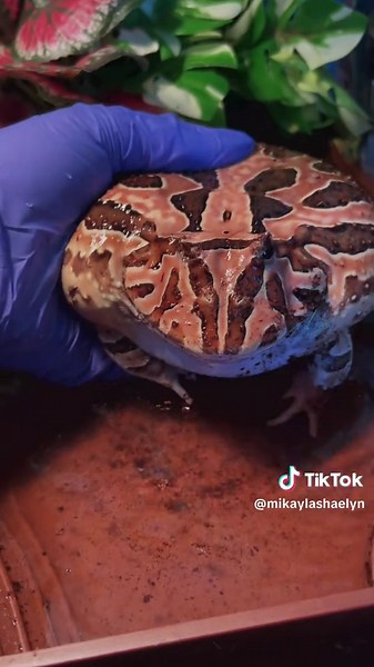 Caring for Your Pacman Frog: A Comprehensive Guide