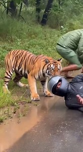 Motorcyclists Topple Over Right Next to Wild Tiger in Terrifying Roadside Encounter 🎬This video was produced by Network Media and BlueAxis | Simulated Reality