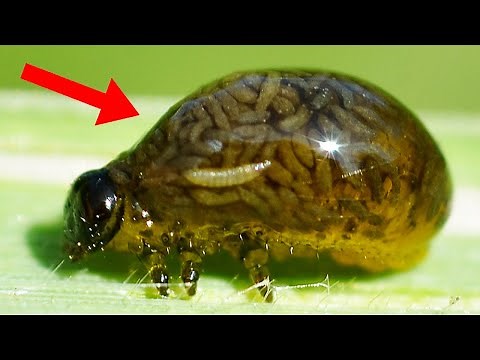 9 Most Terrifying Parasites That Control Their Victims!