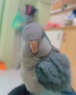 My bird flew away just now. (monk parakeet). Responds to kiwi. From K.Villimale. If found pls contact me asap. 7599005 | MV Lost & Found | Facebook