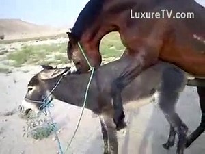 Animal sex with two horses