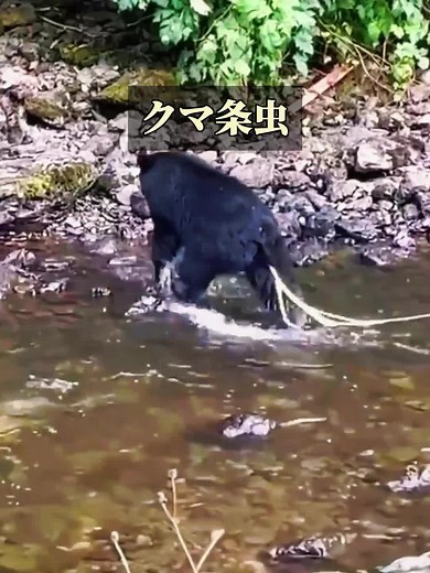 ヒグマの尻尾の正体は寄生虫？
