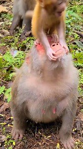 11 reactions | Adorable Monkey Moments #MonkeyFamily #WildlifePhotography #AnimalFamily #PrimateLife #JungleLife #AnimalBehavior | Sun | Facebook