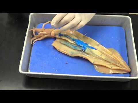 Squid dissection