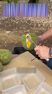 12K views · 75 reactions | Mastering the Art of Cutting Durian Step by Step | Fatafatnews | Facebook