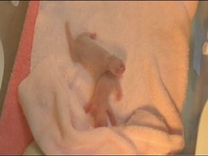 Giant Panda Gives Birth to Twin Sisters
