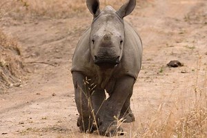 7 conservation projects in Africa that deserve support