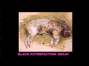 Estimating Post Mortem Interval, part 3 - Stage Three of Decay (Active Decay)