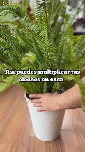 2.3K reactions · 104 shares | Aprende como multiplicar tus helechos en casa facilmente y paso a paso plantas helechosmultiplica Jardineriaprofesionalonline | Curso jardinero | Facebook