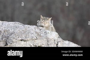 Adult male European Wildcat in the first light of a very cold winter day in its territory within a mountainous area with large rocky areas and in an Atlantic forest in northern Spain