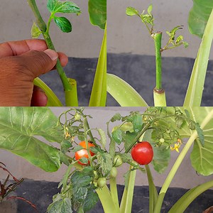 2.8K views · 149 reactions | New Method How to grow tomato tree from tomato cutting in taro plant grafting system | Rana Craft | Facebook