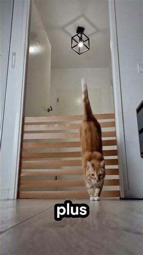 😱🐱 Jusqu’où cette chatte peut-elle sauter ? La fin est incroyable !