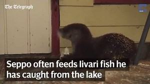 73K views · 4.4K reactions | This elderly Finnish man found an abandoned Otter on his doorstep one day! Now they are inseparable best friends :) credit: Caters TV | Otter | Facebook