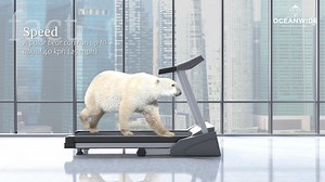 Curious about polar bears? Join 35,000 others who share your curiosity. | Oceanwide Expeditions