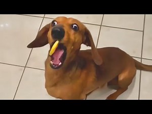 😂 Dogs Sneezing Compilation! Funniest Dog Sneezes Ever! 🐶🤣