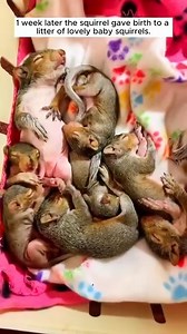 Rescue squirrel was building a nest to prepare to givr birth when it fell down ️ ️ ️ #Amazing #animals #love #fyp #pet | Nor reacction | Facebook