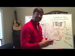 Skeletal Muscle Crossbridge Cycling