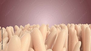 inside microscopic villi in human small intestine