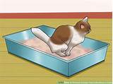 Photos of Holistic Cat Urinary Tract Infection
