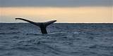 Whale Watching Tours Northern California