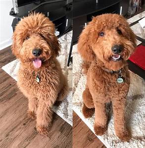 Goldendoodle Grooming Guide 2023 With Pictures We Love Doodles