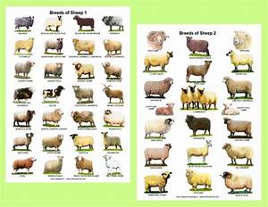 A4 Laminated Posters Breeds Of Sheep 2 Different Posters Etsy