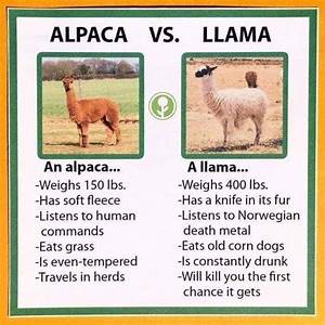What Exactly Is An Alpaca