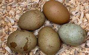 Complete Guide To Olive Egger Chickens And How To Breed Them With Faq