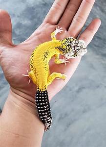A Small Yellow And Black Gecko Sitting On Top Of A Person 39 S Hand