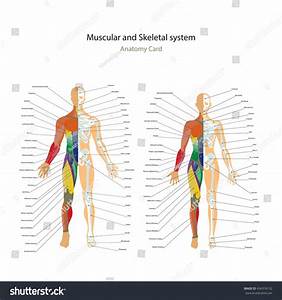  And Female Muscle And Bony System Charts With Explanations