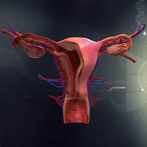 Female Organ Anatomy 3d Model Ad Organ Female Model Anatomy Liver