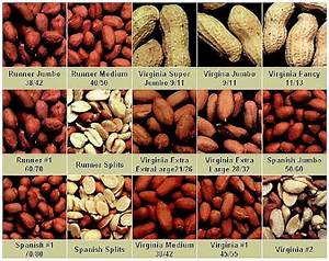 Peanut Grade Chart Tradeinfoportal