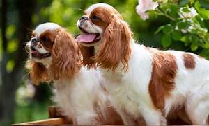 Cavalier King Charles Spaniel Growth Chart Weight Chart Vlr Eng Br