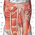 Abdomen Muscle Anatomy