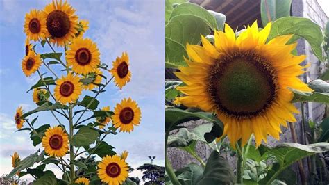 Cara Menanam Bunga Matahari Jepang
