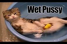 wet pussycat