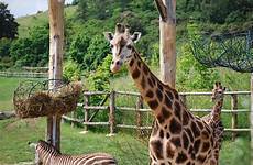 zoo prague animal giraffe outdoor fauna safari recreation animals mammal savanna wildlife adventure europe zoos giraffidae get january wild large