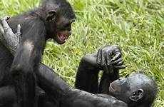 macacos bonobos bonobo macaco cruzando nascem chimp animais primates piacere sesso reproduzem adultos viram
