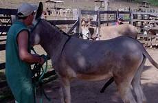donkey jacks breeding intensive
