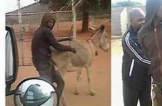 donkey having sex man men caught african south broad light shared se user these twitter show who