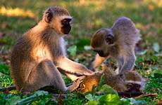 monkeys vervet apen macacos breastfeeds vervets monos somadjinn meerkatzen nazionali scimmia cercopiteco pueden nacionales rgbimg jooinn ellos gratuitas afbeeldingen rgbstock