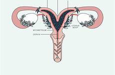 uterus bicornuate duvet partial during vulva unicornuate anatomía septate