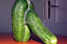 cucumber kelamin cetriolo timun pepino mirip alat phallic banaan berbentuk iren trova mau lihat gracioso demasiado pria egypte gevangenisstraf uitdagend