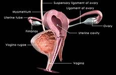 female reproductive system vagina uterus ovary fibroids stock medical