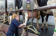 dairy cows cattle milking parlor cow wisc avoid gmo farms employment innocent tortured livestock realagriculture troupeaux grands
