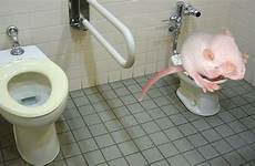 poop diarrhea sick do why diarrhoea into bodies turn ryan mouse mandelbaum wikimedia commons