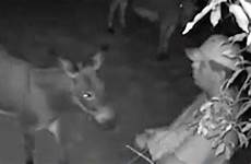 sex man having caught donkey animal family footage pet cctv