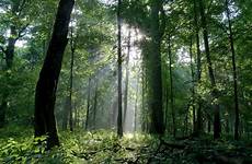 bialowieza forests foreste aumento paesi ricchi figlio tempi paradosso logging wilk tomasz wwf