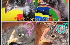 sex baby male chicken chickens female chick hen determine chicks rooster comb tell combs gender weeks age different size feathers