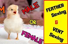 chicks sexing female identify